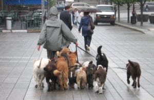 dog sitter